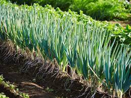 Scallion