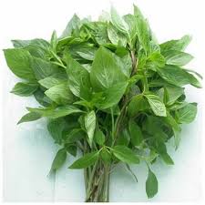 Basil
