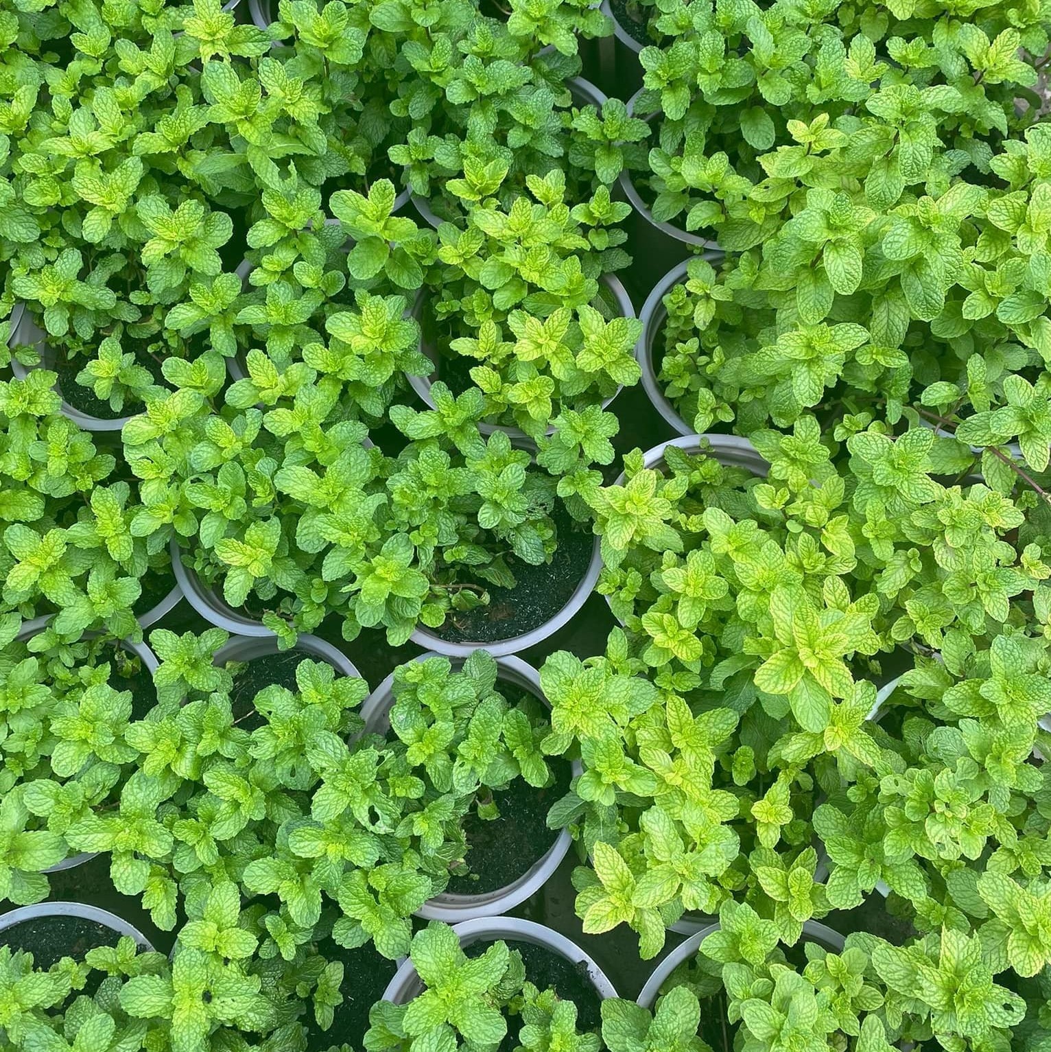 Field Mint