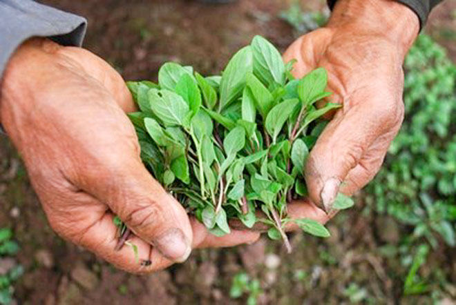 Hung Lang Mint