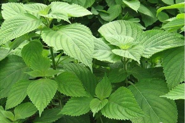 Vietnamese Balm