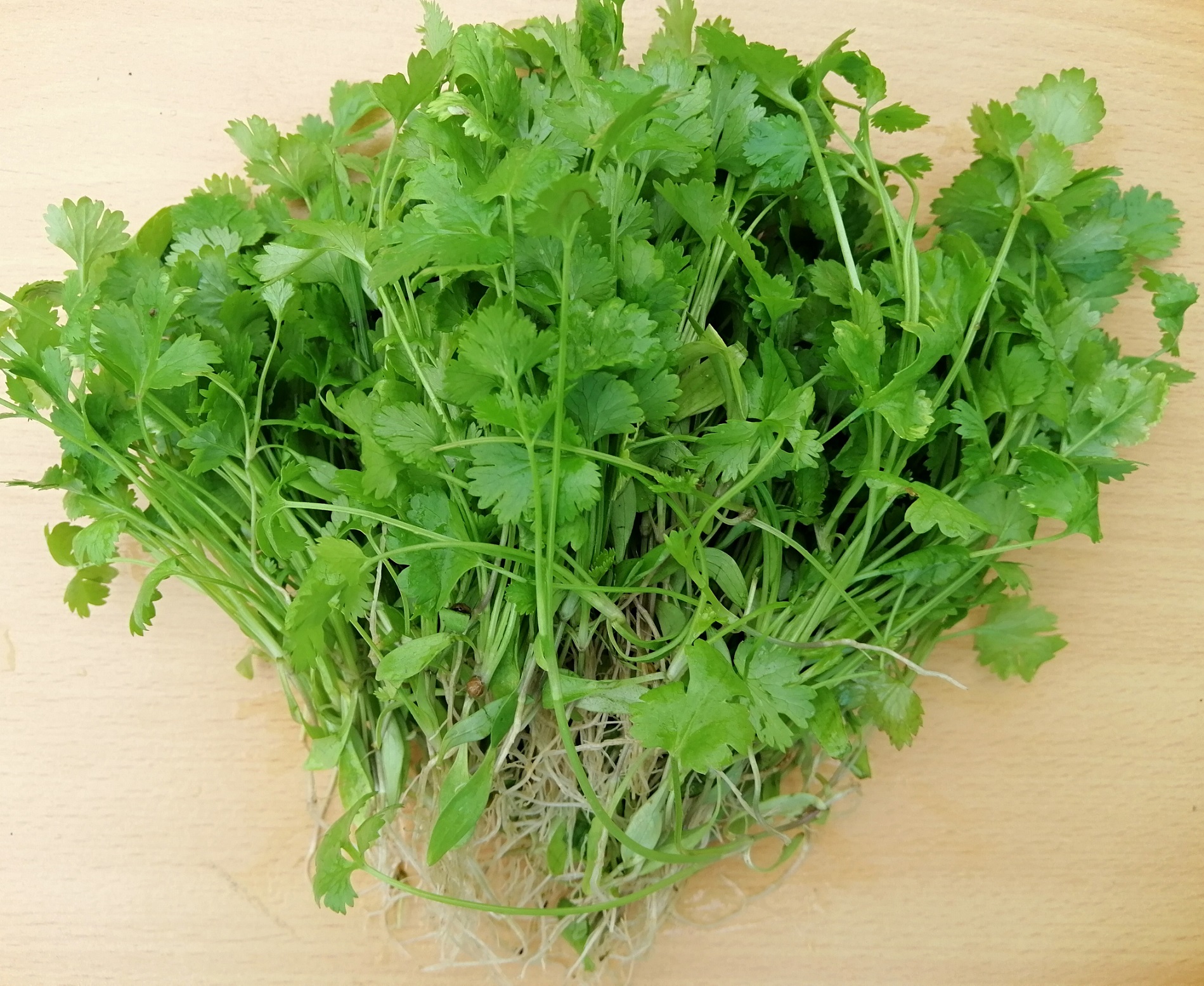 Coriander (Cilantro)