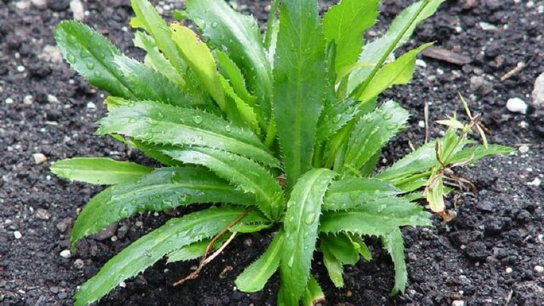 Sawtooth Coriander (Culantro)
