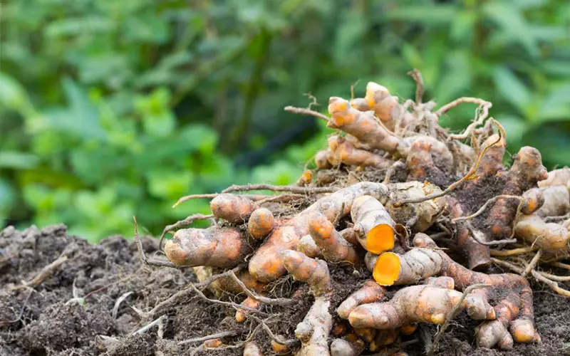 Turmeric