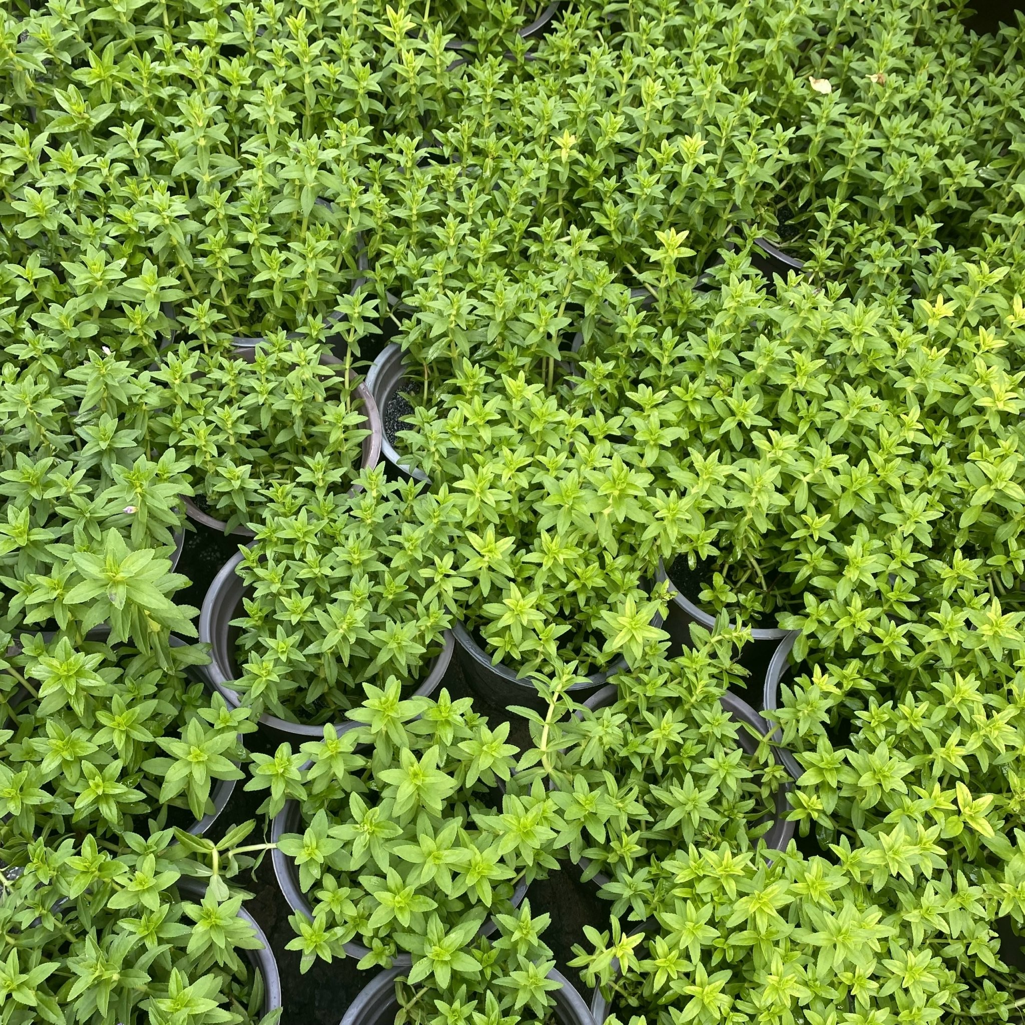 Rice Paddy Herb (Ngo)