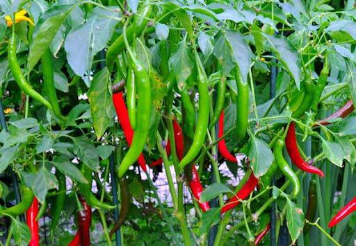 Chili Pepper
