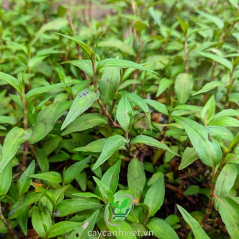 Vietnamese Coriander