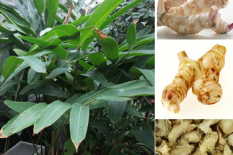 Galangal
