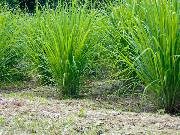 Lemongrass