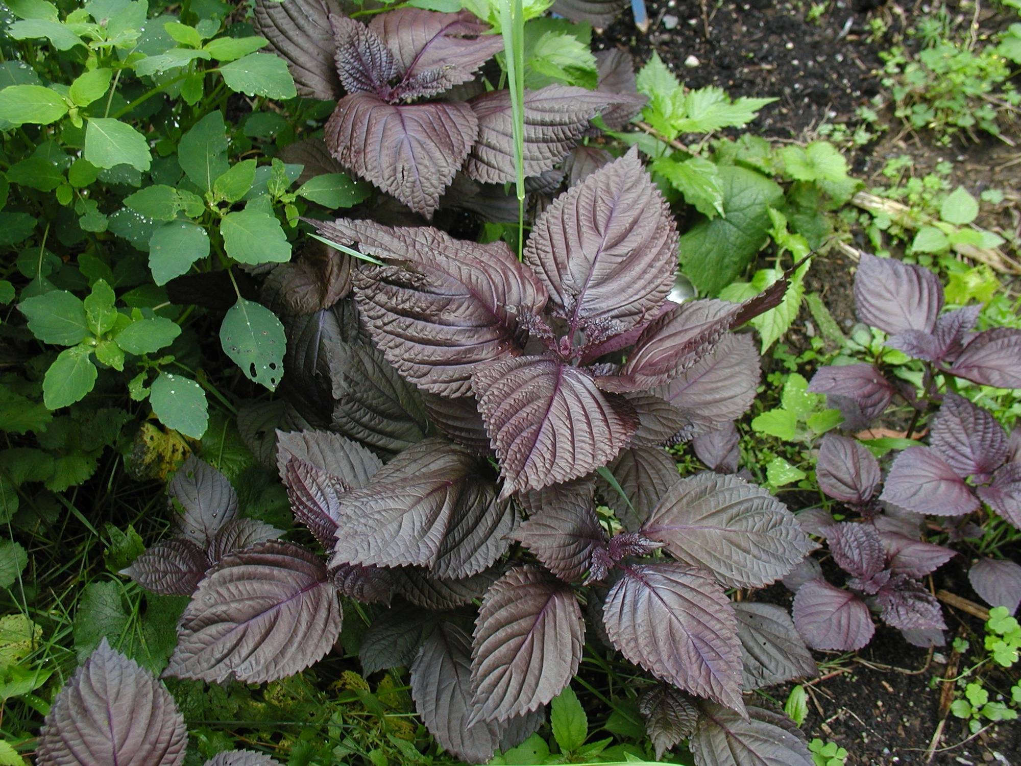 Perilla