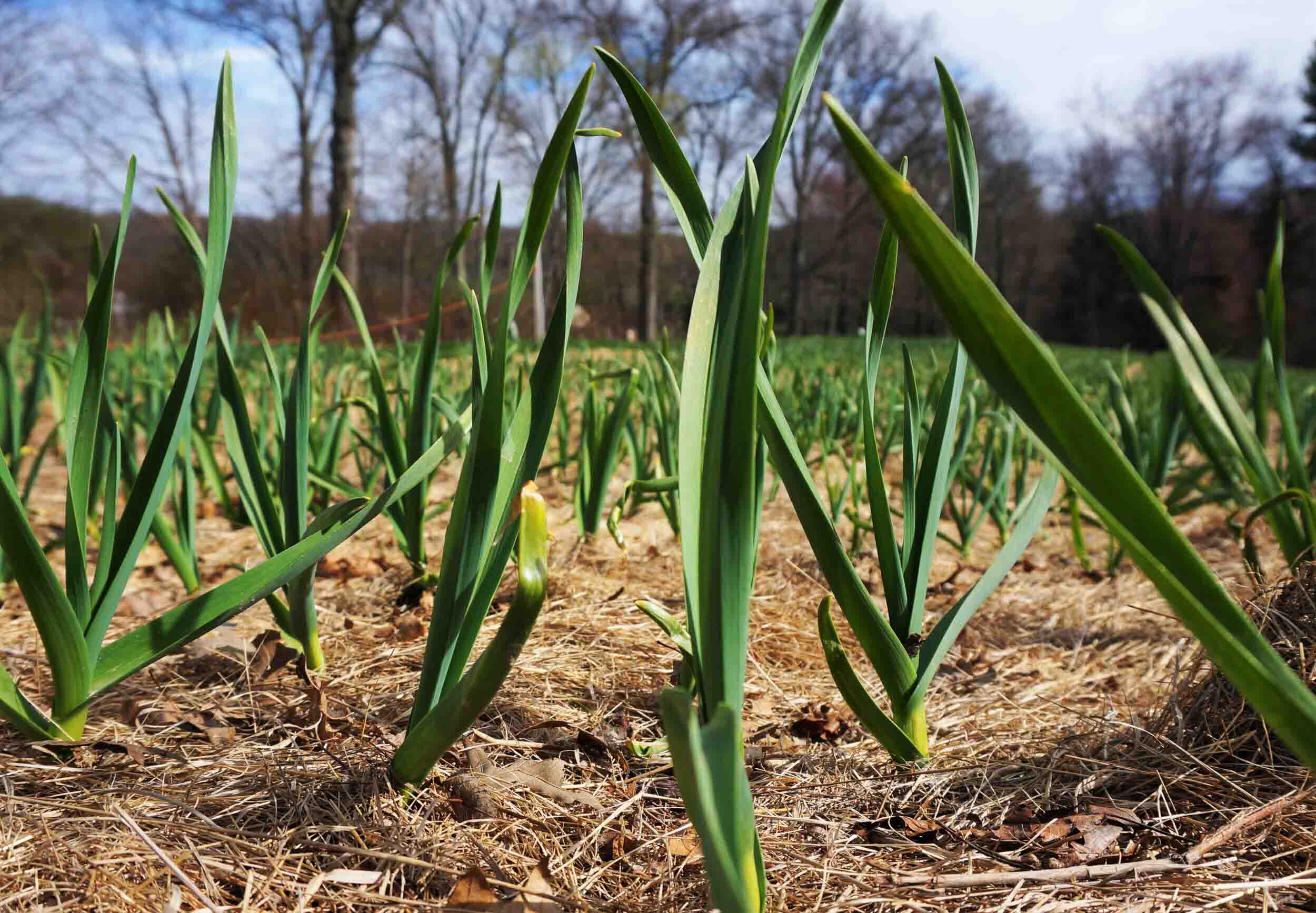 Garlic